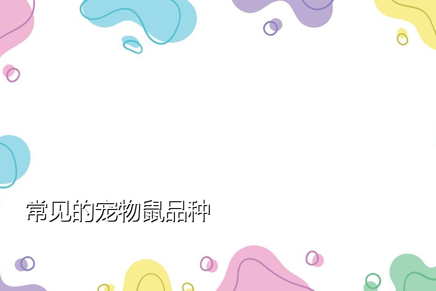 常见的宠物鼠品种
